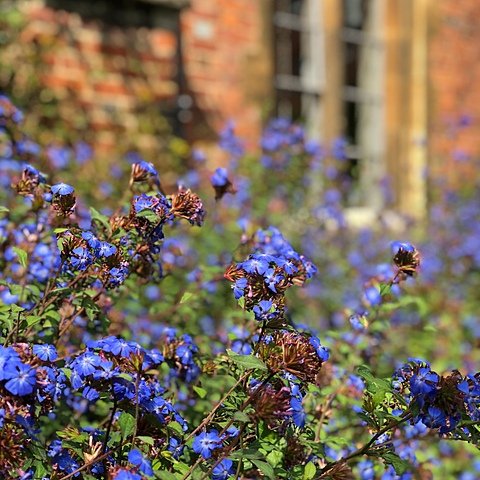 Beautiful, blue flowers
