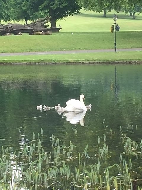 swan with babies on a lake in a park