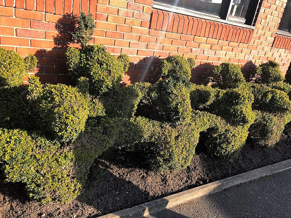 Hedges in form of teddies infront of brickwall