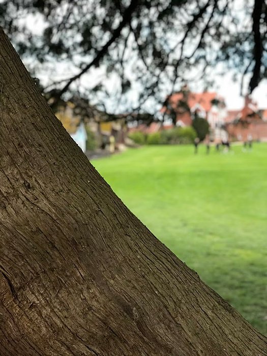Trunk