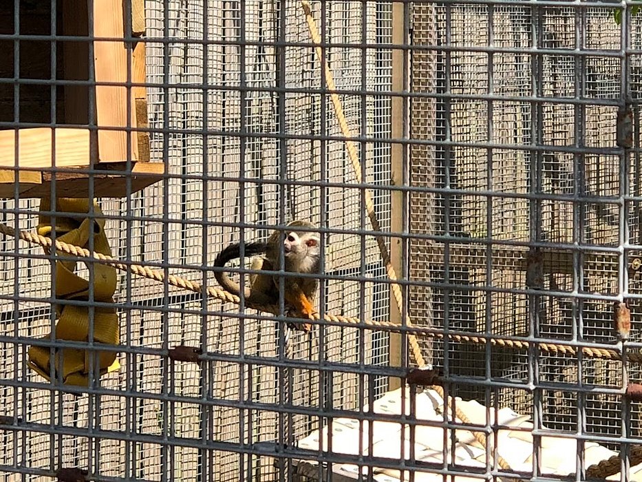 Little monkey in cage