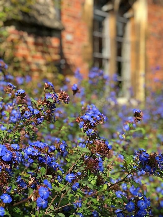 Blue Flowers