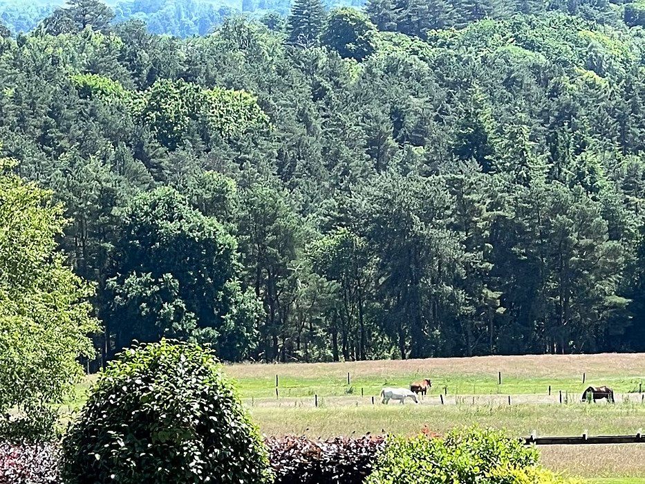 countryside with horses