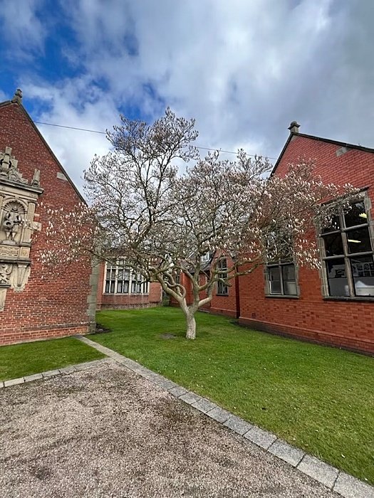 Blossoming tree between red bricked school houses