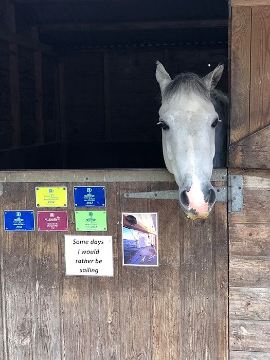 White horse looking at you