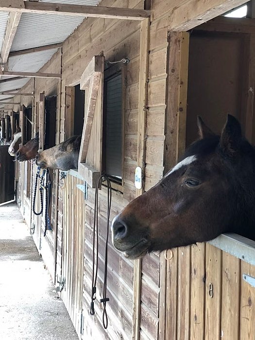 Horses in their stables
