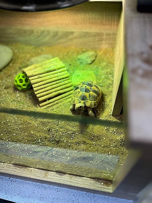 a turtle in a green shining terrarium