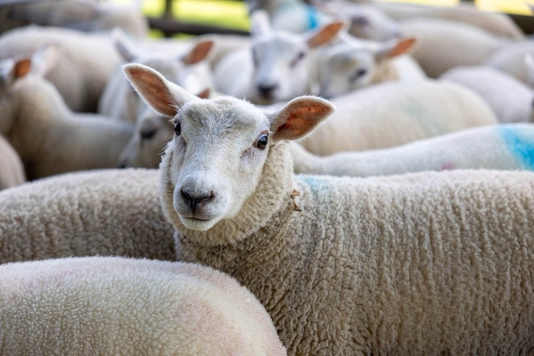 A close-up of a sheep among a flock, its woolly face looking directly at the camera with other sheep blurred in the background.