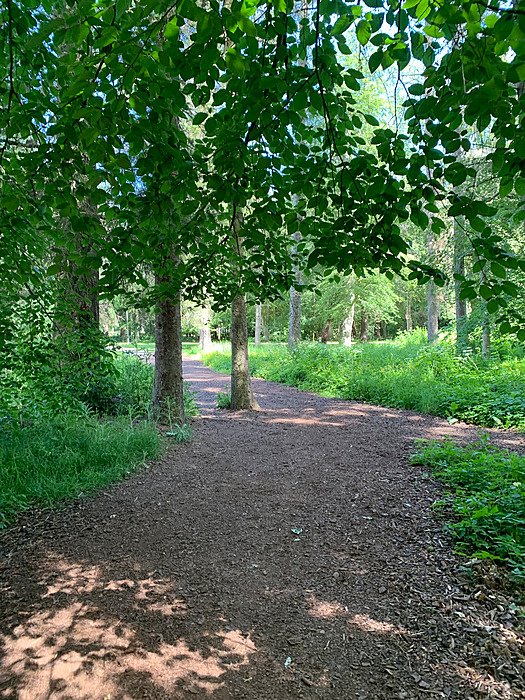 Woodland path on campus. Nature, outdoor education, campus, walking.