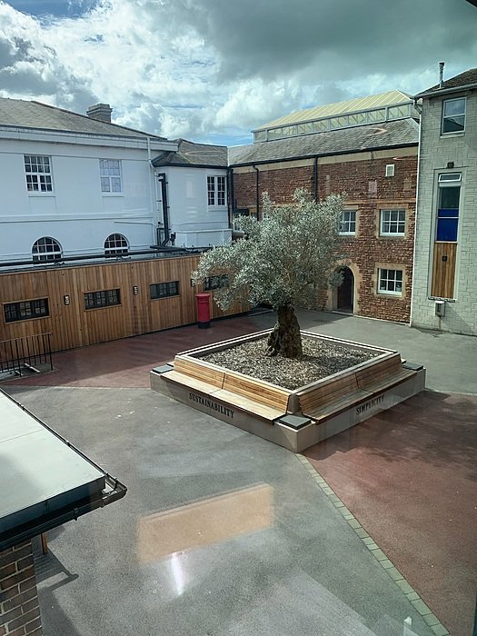 A paved courtyard with a tree in a square planter, surrounded by school buildings.