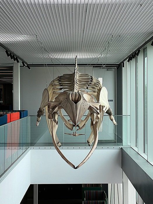 the model of a whale skeleton hanging from the ceiling in the Sciene and Sports Building