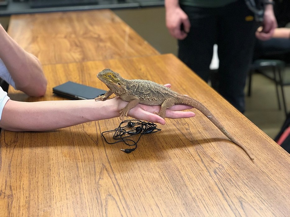 a lizard from Bede's own zoo