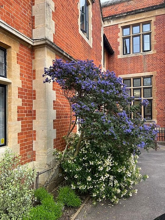 Blossoming bush in the courtyard