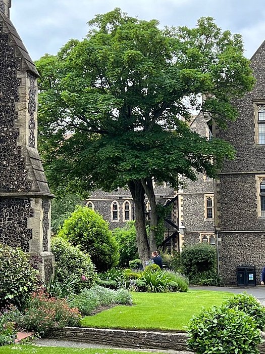 The beautifully designed Campus with trees at Brighton College
