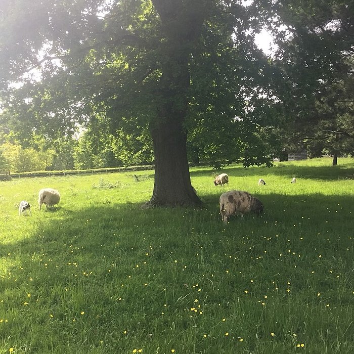 Orchard with grazing sheep