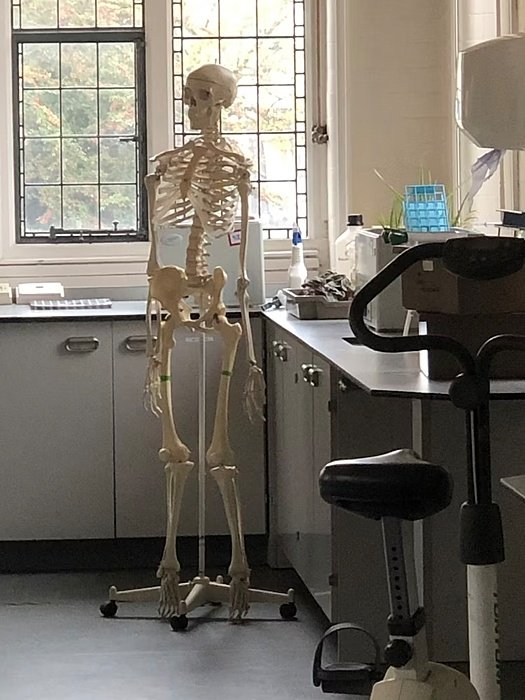 skeleton in a class room