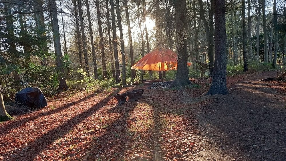 A bright orange tent is suspended among tall trees in a forest with sunlight streaming through the branches.
