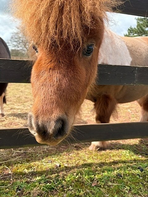 A brown pony with a long mane stretches its head over a wooden fence.