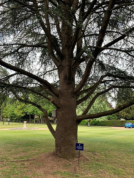 Large cedar tree on the grounds of an English boarding school, symbolising tradition and heritage.