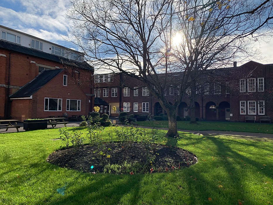 Courtyard with tree and lawn