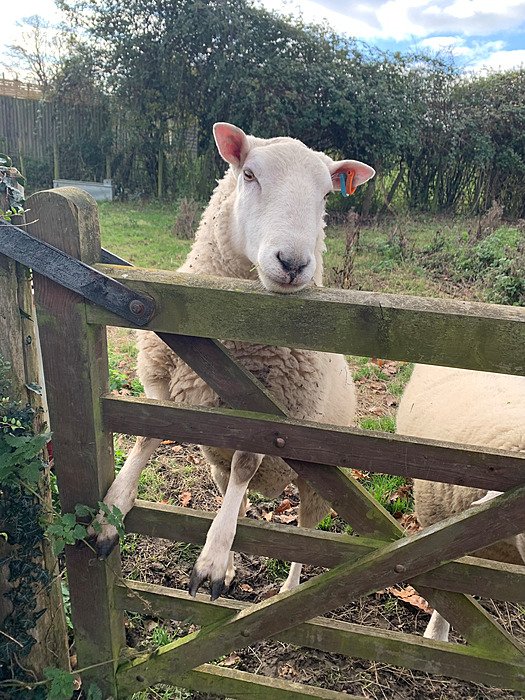 Sheep at Moat Farm