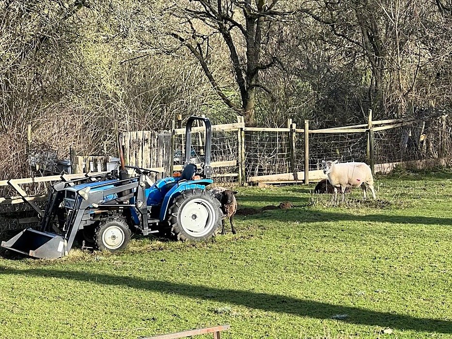 two sheep and a blue tractor on some farm land