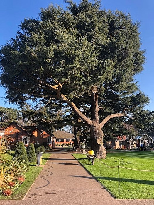 Pathway towards red houses with high trees