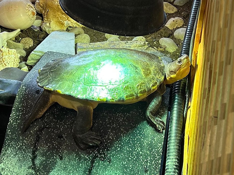 A big tortoise looking up