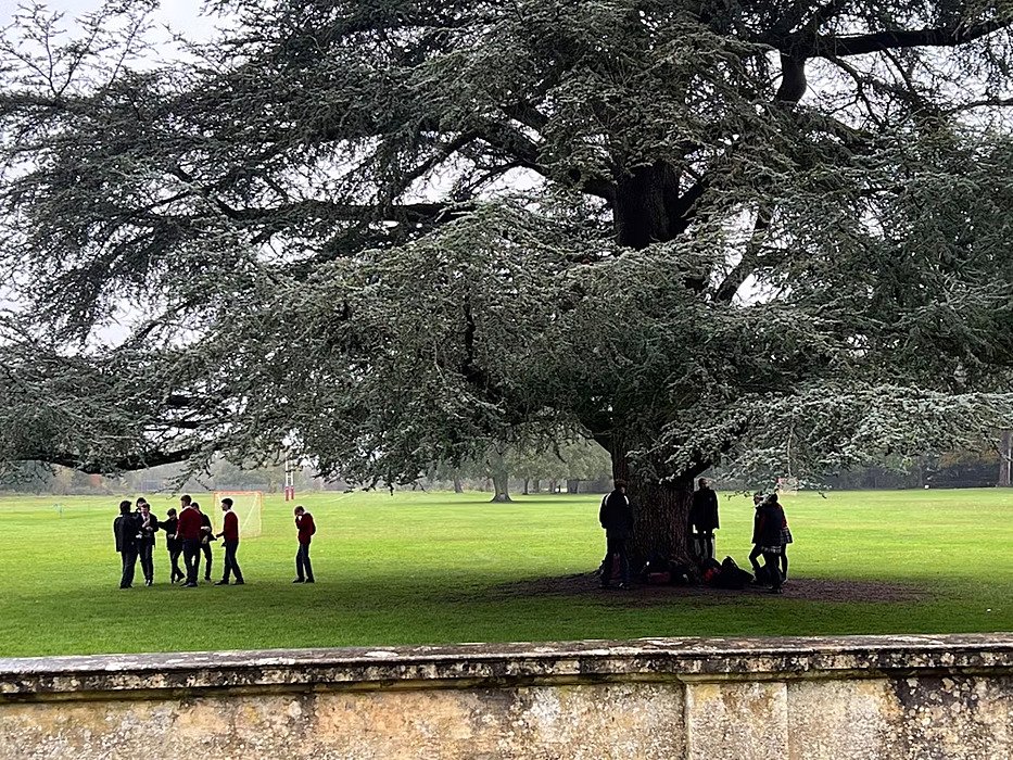 huge conifere on a green with some students walking along