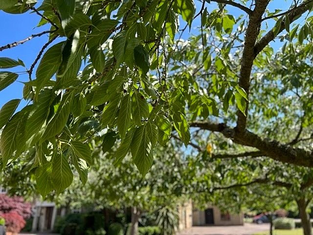 Green tree branches and leaves in bright sunlight with a building and blue sky in the background.