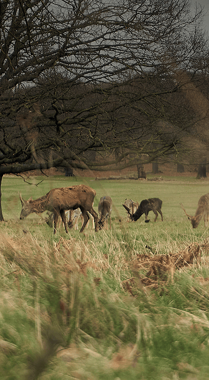 a herd of deer grazing in a lovely park during winter