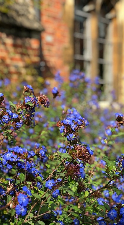 Beautiful, blue flowers