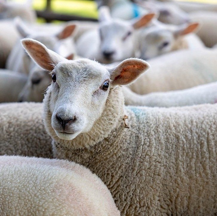 A close-up of a sheep among a flock, its woolly face looking directly at the camera with other sheep blurred in the background.