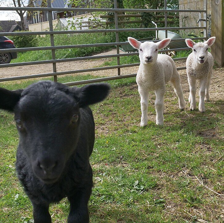 A black and two white sheep staring into the camera