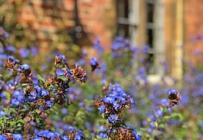 Close-up of vibrant blue flowers growing in front of a brick wall and window.
