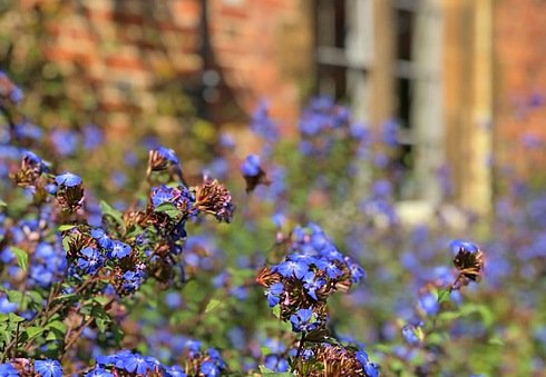 Close-up of vibrant blue flowers growing in front of a brick wall and window.