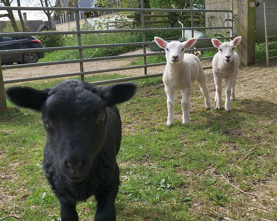 A black and two white sheep staring into the camera