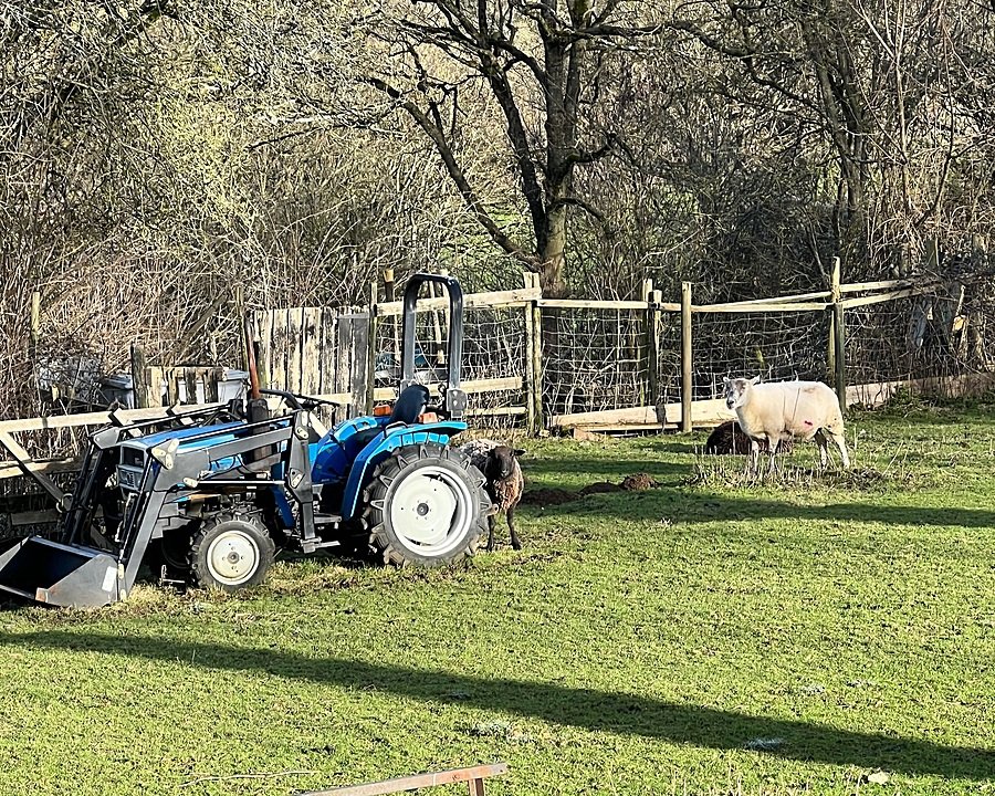 A blue tractor and a few sheep in a fenced field with trees in the background.