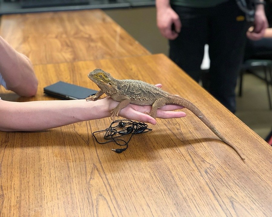 An iguana sitting on a pupil's hand in biology class at Bede's Senior School