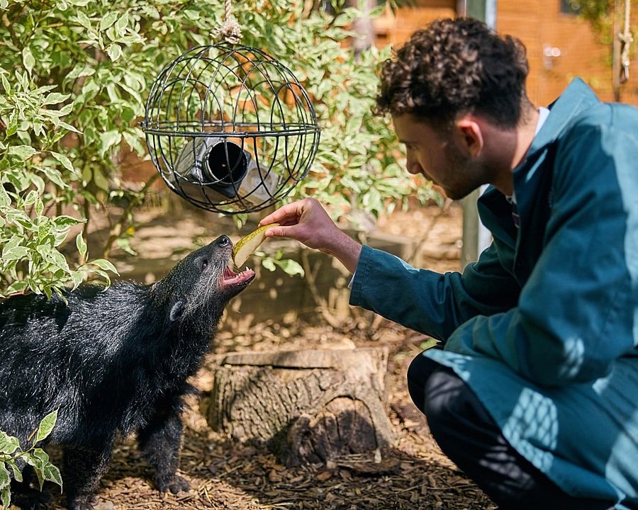 Bede's Summer School Dicker Zoo