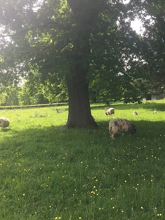 Orchard with grazing sheep