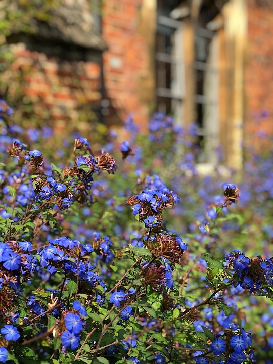 Beautiful, blue flowers