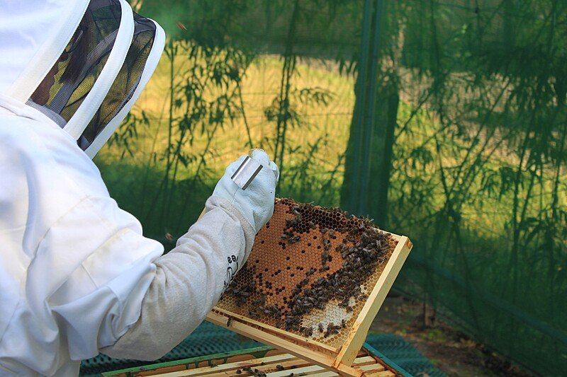 Beekeeping student inspecting a honeycomb frame